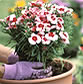 when to plant flowers