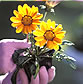 what kind of flowers to plant